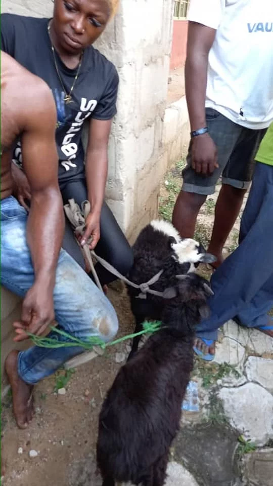 Two lovers almost lynched after they were caught stealing a goat.