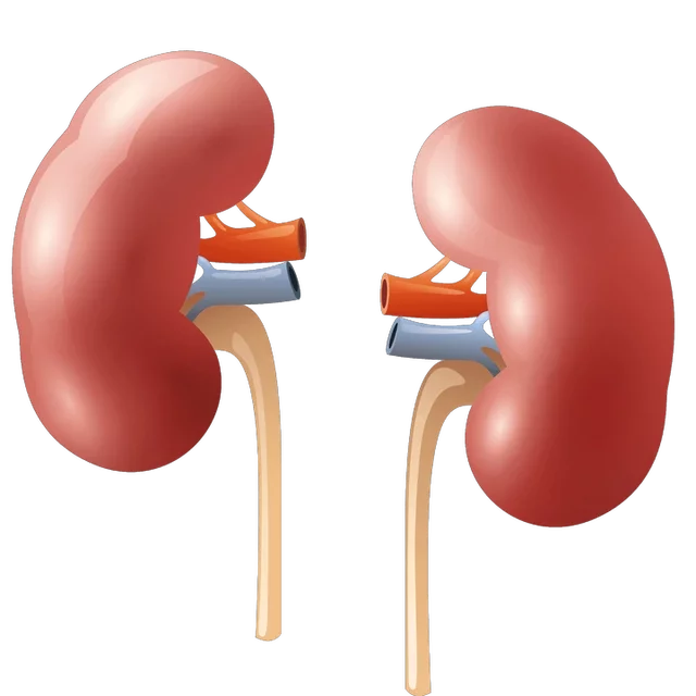 8-things-you-should-do-regularly-to-keep-your-kidney-healthy