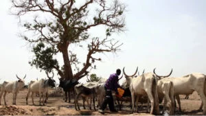 Massive Acquisition Of Over 5000 Hectres Of Land By Suspected Herdsmen In Obingwa LGA Unsettles Community – Traditional Ruler, Raise Alarm 2 20250505055616 1868591451 4950009008150133526 300 169 85 webp